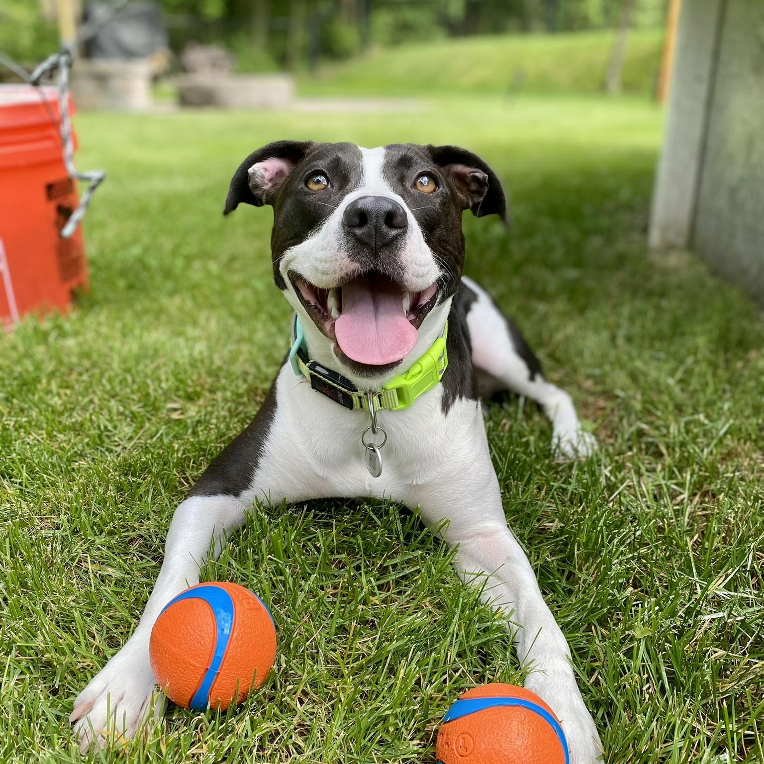 Posie, a Adoptable mixed breed in Cumberland, RI image 2/6