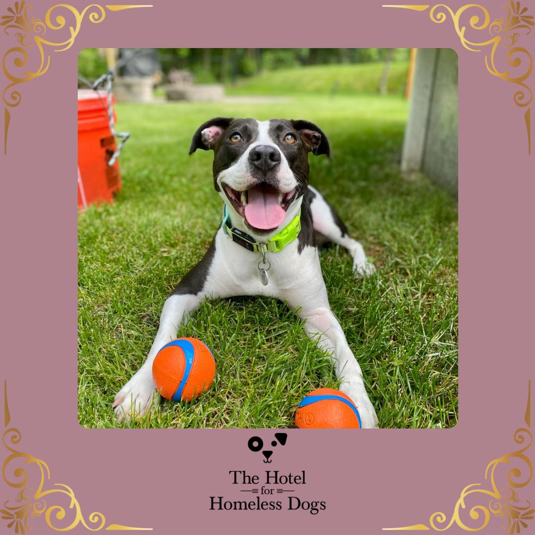 Posie, Adoptable, Adult Female American Staffordshire Terrier & Labrador Retriever.