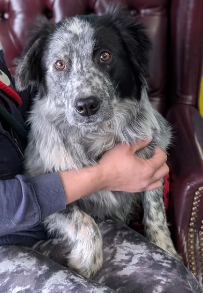 Enlarge Jack, a Adoptable mixed breed in La Harpe, KS image 1/3