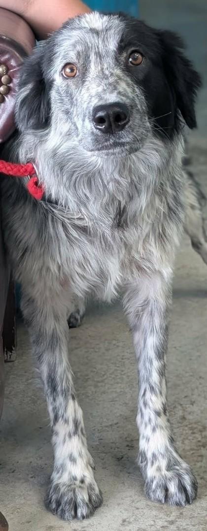 Enlarge Jack, a Adoptable mixed breed in La Harpe, KS image 2/3