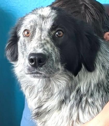 Enlarge Jack, a Adoptable mixed breed in La Harpe, KS image 3/3