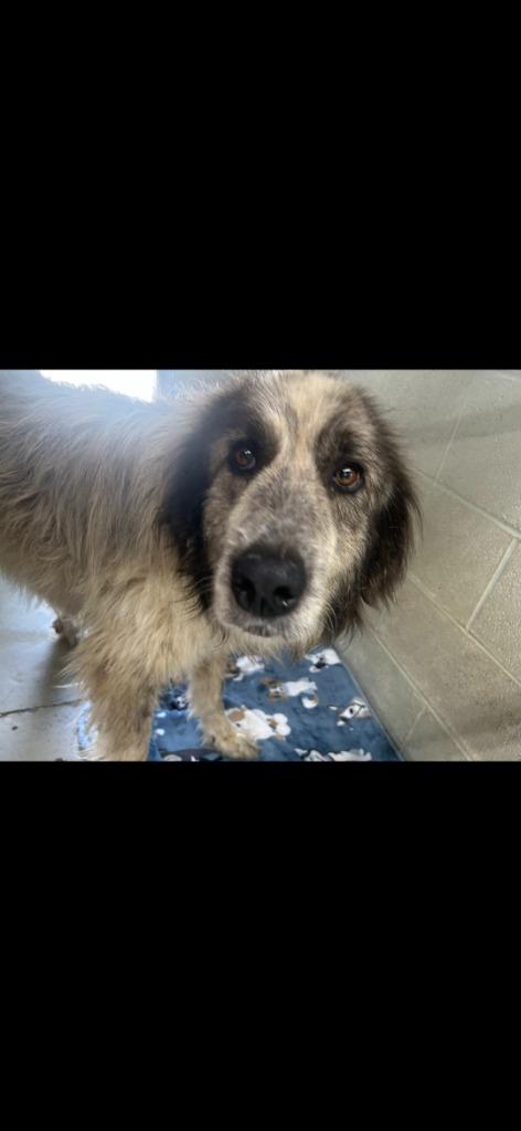 Enlarge Ladybug, a Adoptable Great Pyrenees in Camden, TN image 1/3