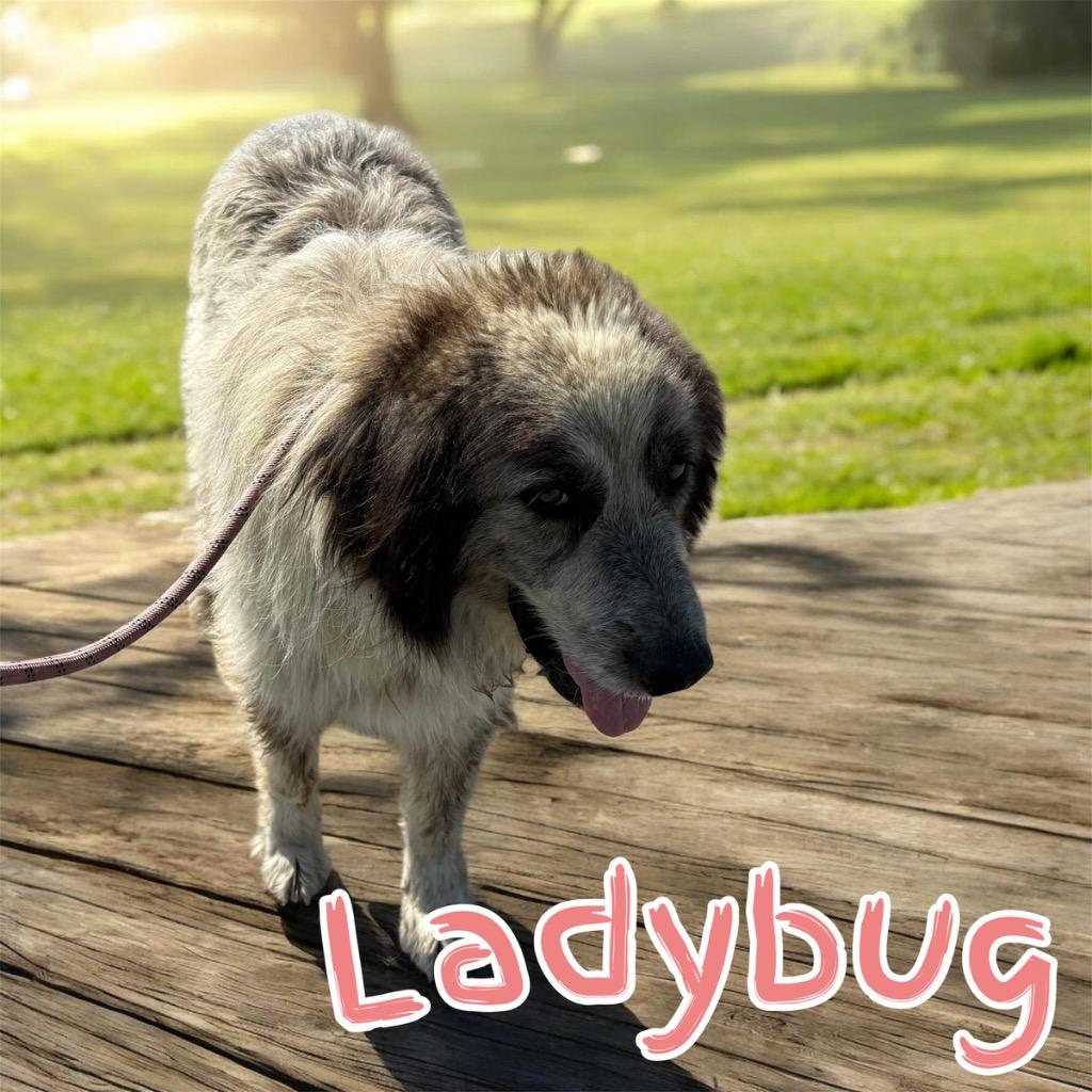 Enlarge Ladybug, a Adoptable Great Pyrenees in Camden, TN image 2/3