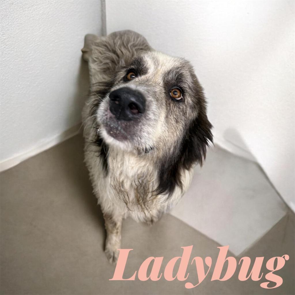 Enlarge Ladybug, a Adoptable Great Pyrenees in Camden, TN image 3/3