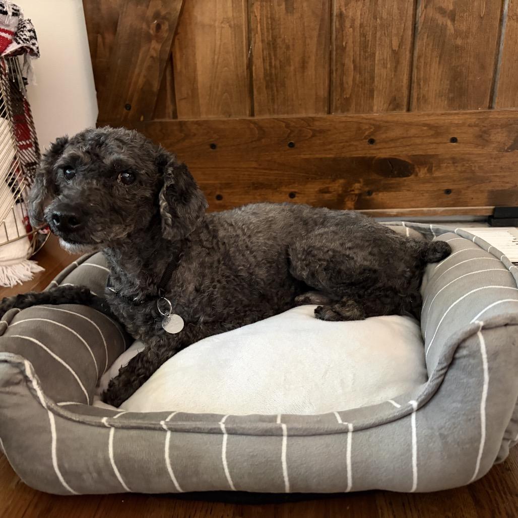 Enlarge Buzz, a Adoptable mixed breed in Nashville, TN image 2/5