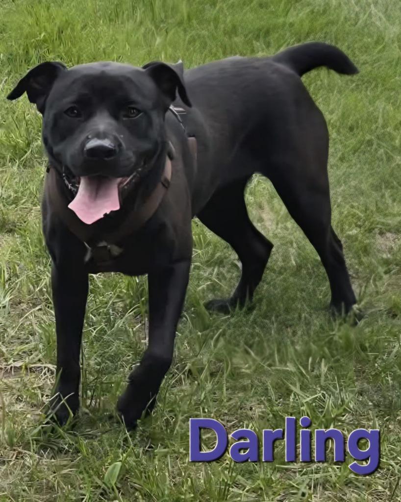 Darling, Adoptable, Young Female Labrador Retriever & Mixed Breed.