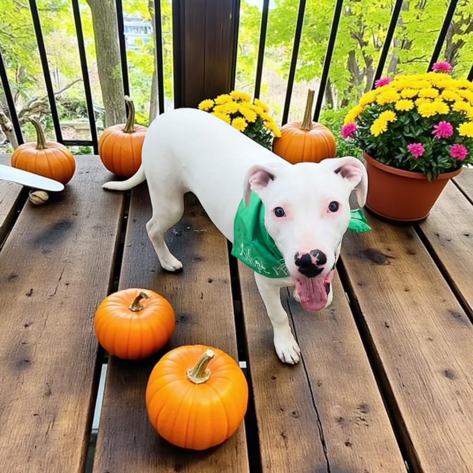 Enlarge Blackjack, a Adoptable mixed breed in Fort Worth, TX image 5/6