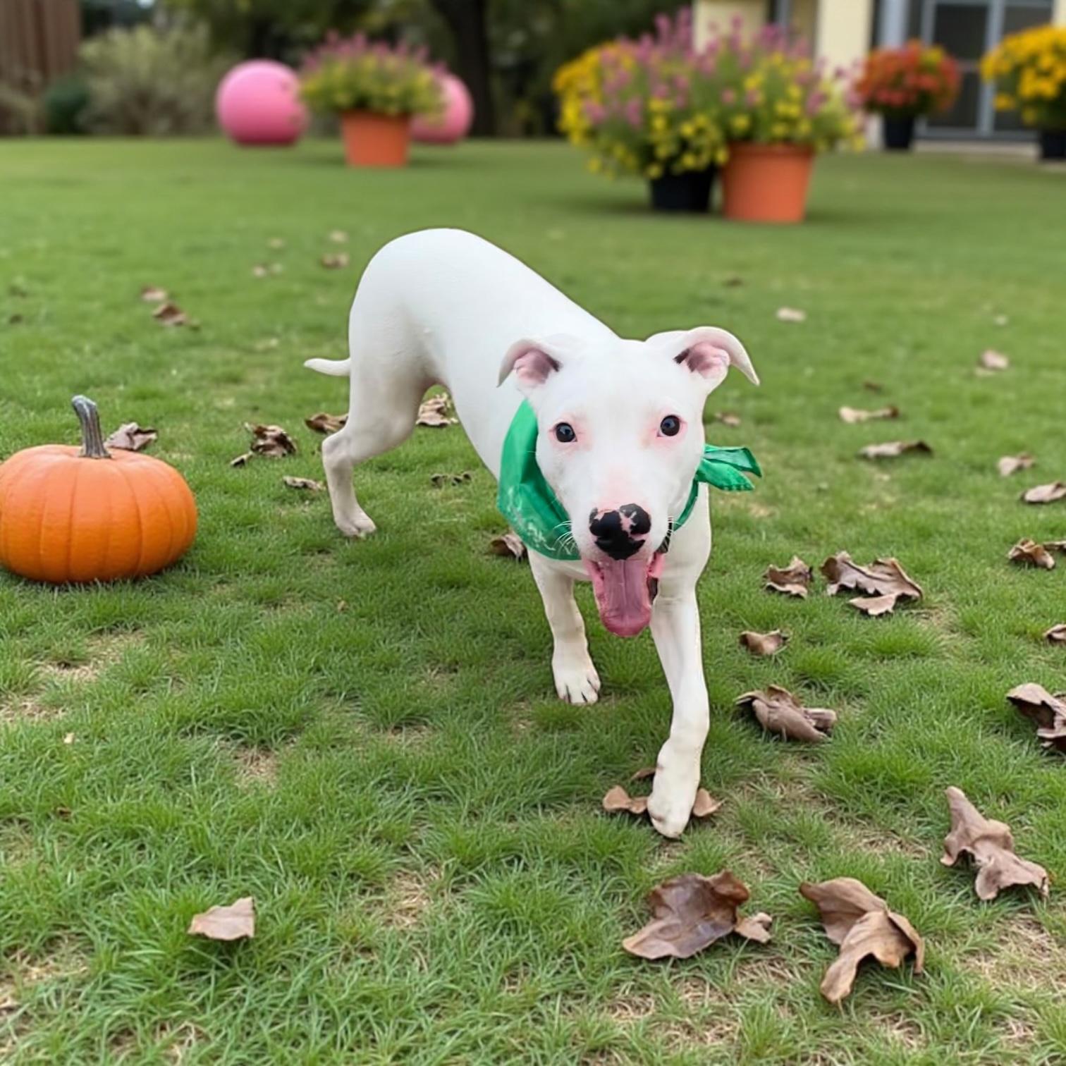 Blackjack, Adoptable, Young Male Mixed Breed.