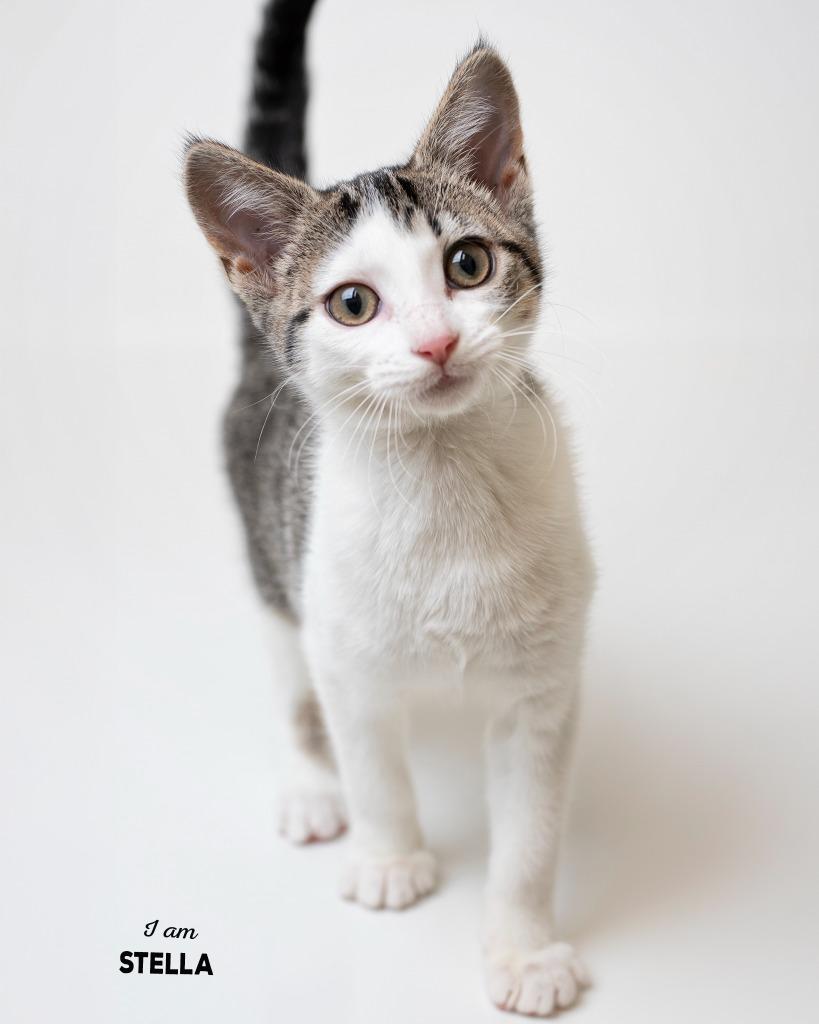 Enlarge Stella, a Adoptable mixed breed in Boone, IA image 1/1