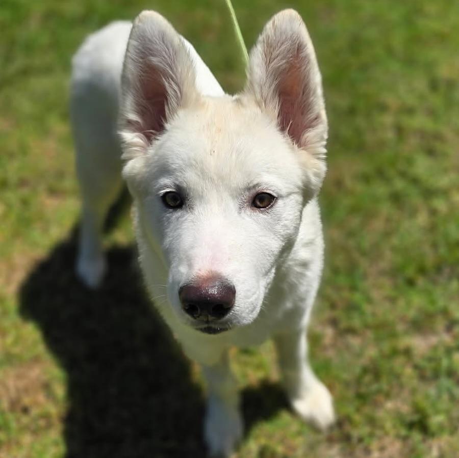Hiro, an adoptable Samoyed, White German Shepherd in Newport Beach, CA, 92660 | Photo Image 2