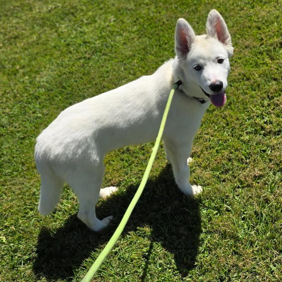 Hiro, an adoptable Samoyed, White German Shepherd in Newport Beach, CA, 92660 | Photo Image 1