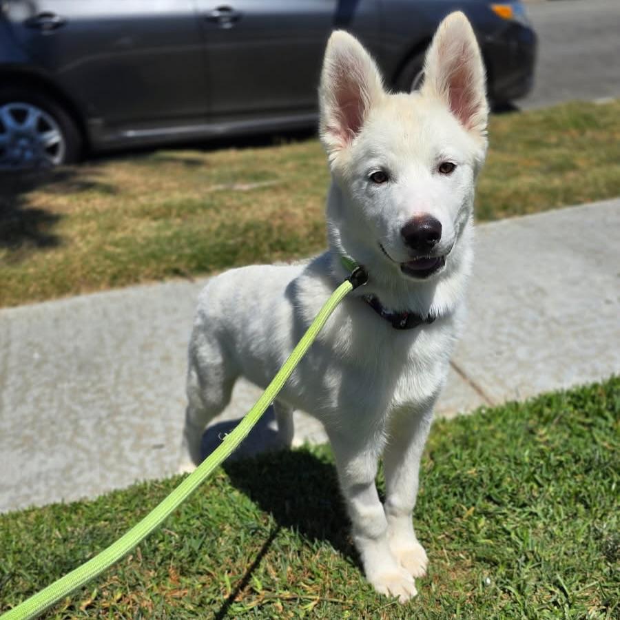 Hiro, an adoptable Samoyed, White German Shepherd in Newport Beach, CA, 92660 | Photo Image 3