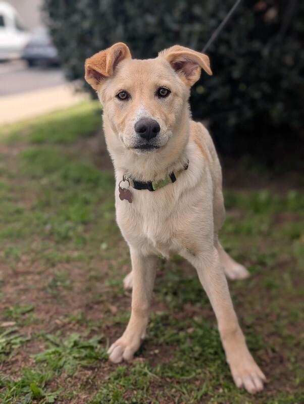 Cookie, Adoptable, Young Female Shepherd & Mixed Breed.