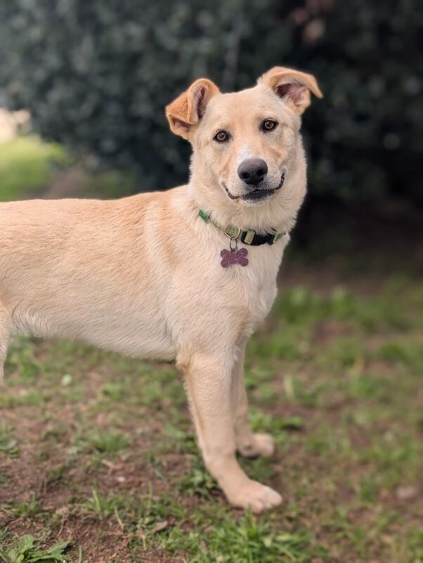 Enlarge Cookie, a Adoptable mixed breed in Berkeley Heights, NJ image 2/6
