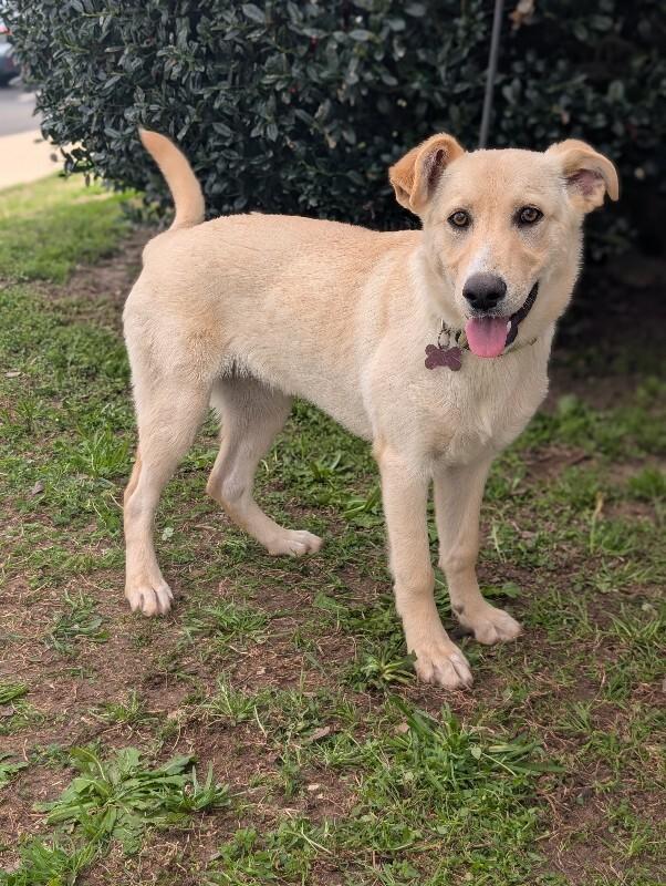 Enlarge Cookie, a Adoptable mixed breed in Berkeley Heights, NJ image 3/6