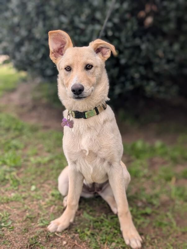 Enlarge Cookie, a Adoptable mixed breed in Berkeley Heights, NJ image 4/6