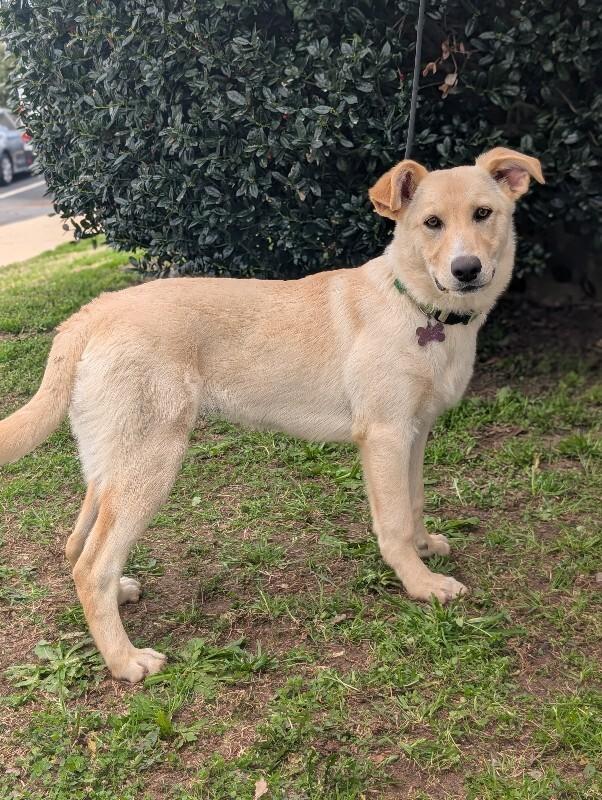 Enlarge Cookie, a Adoptable mixed breed in Berkeley Heights, NJ image 5/6