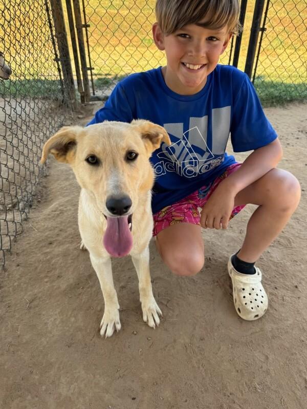 Enlarge Cookie, a Adoptable mixed breed in Berkeley Heights, NJ image 6/6