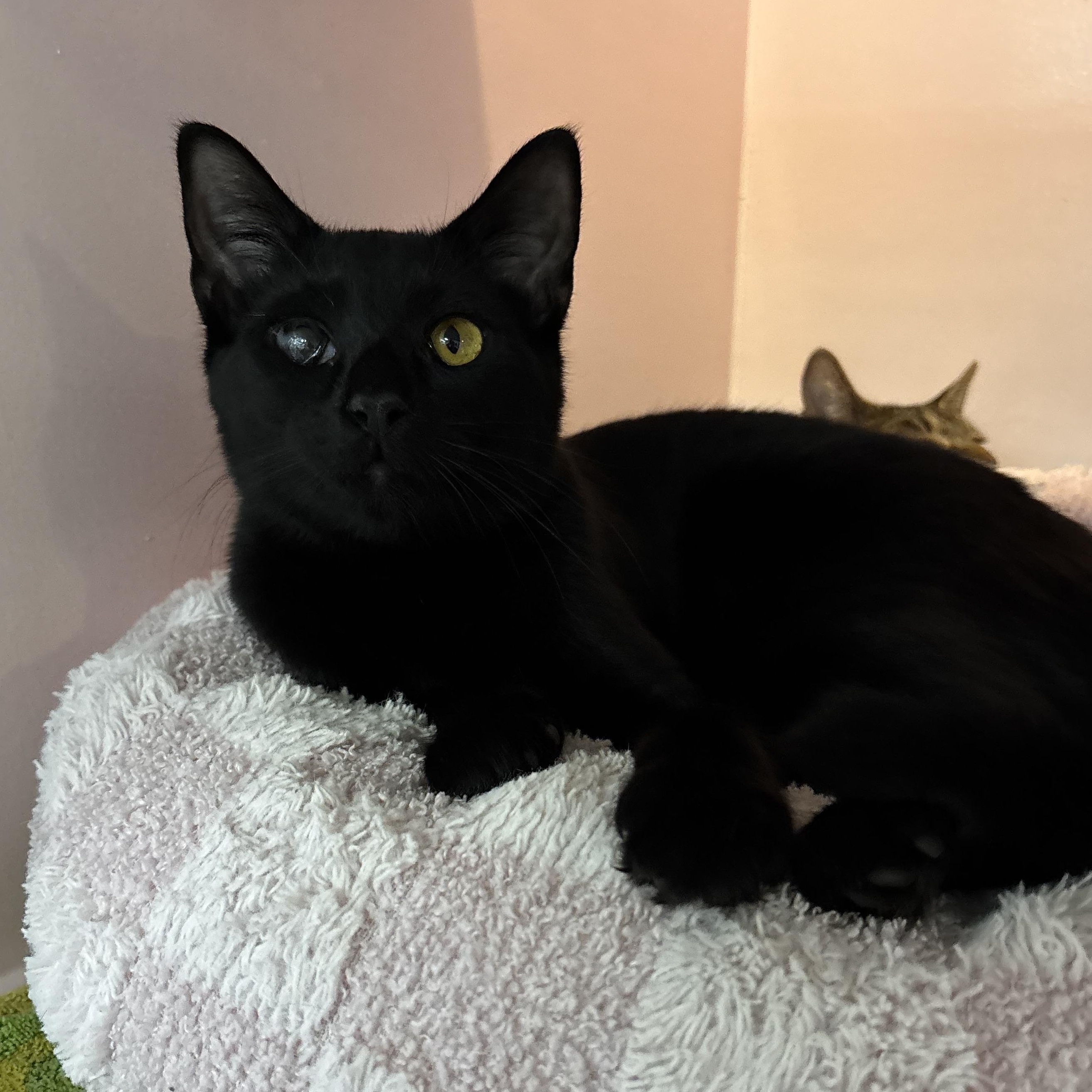 Enlarge Kita, a hold Domestic Short Hair in Charleston, SC image 1/2