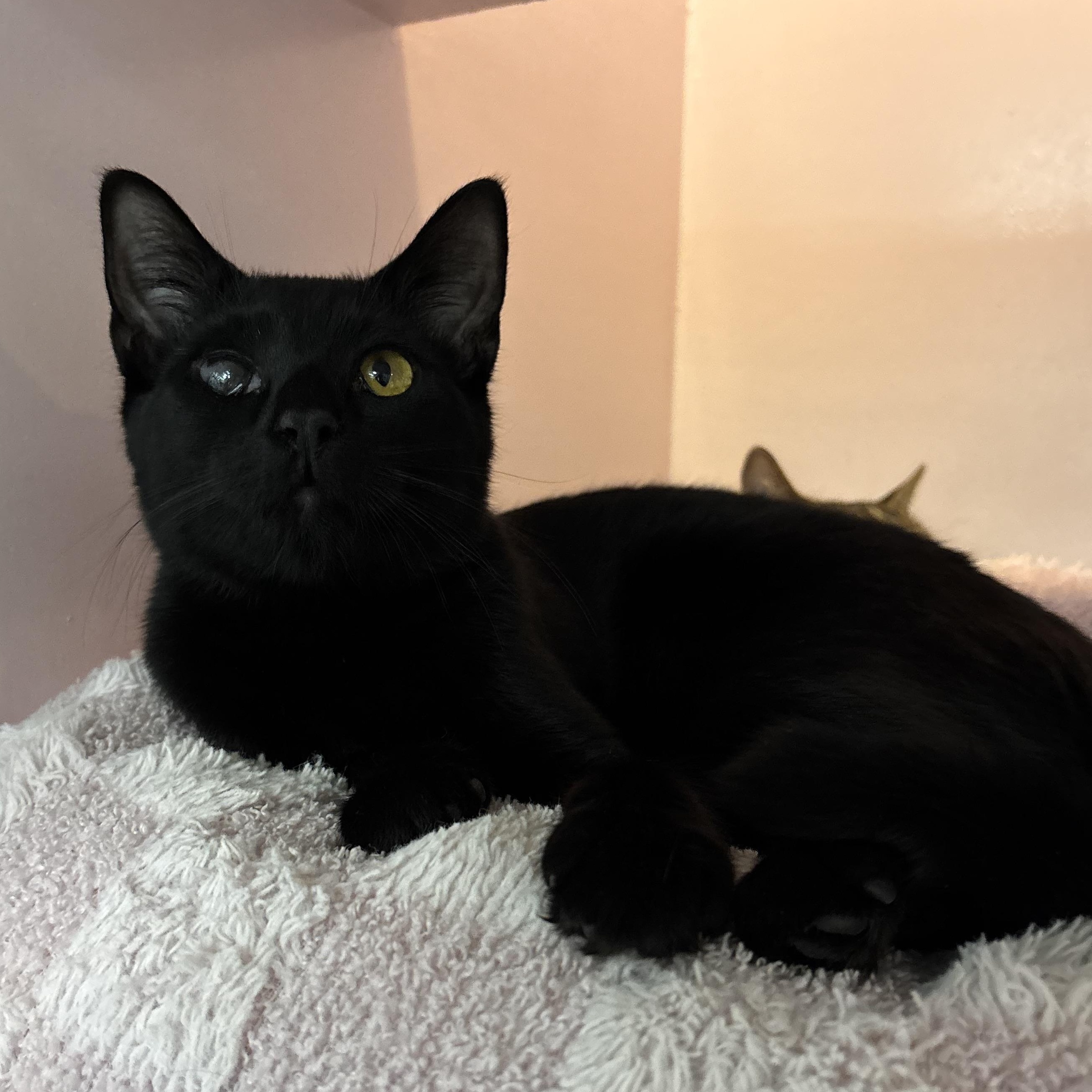 Enlarge Kita, a hold Domestic Short Hair in Charleston, SC image 2/2