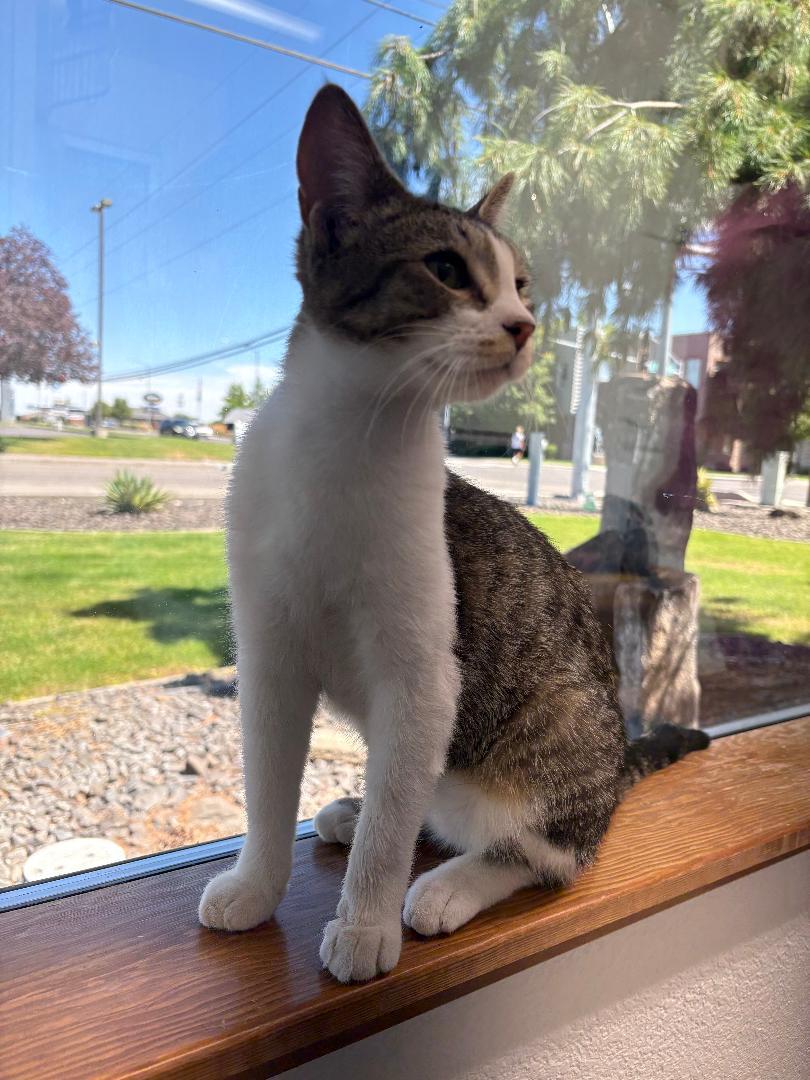 Enlarge Beethoven, a Adoptable mixed breed in Pasco, WA image 5/6