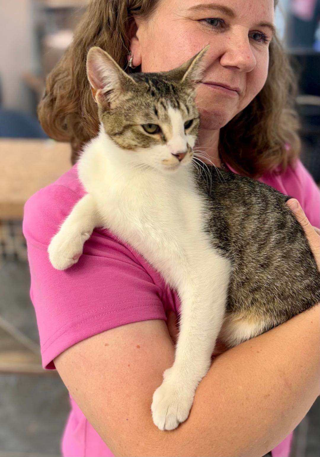 Enlarge Beethoven, a Adoptable mixed breed in Pasco, WA image 3/6
