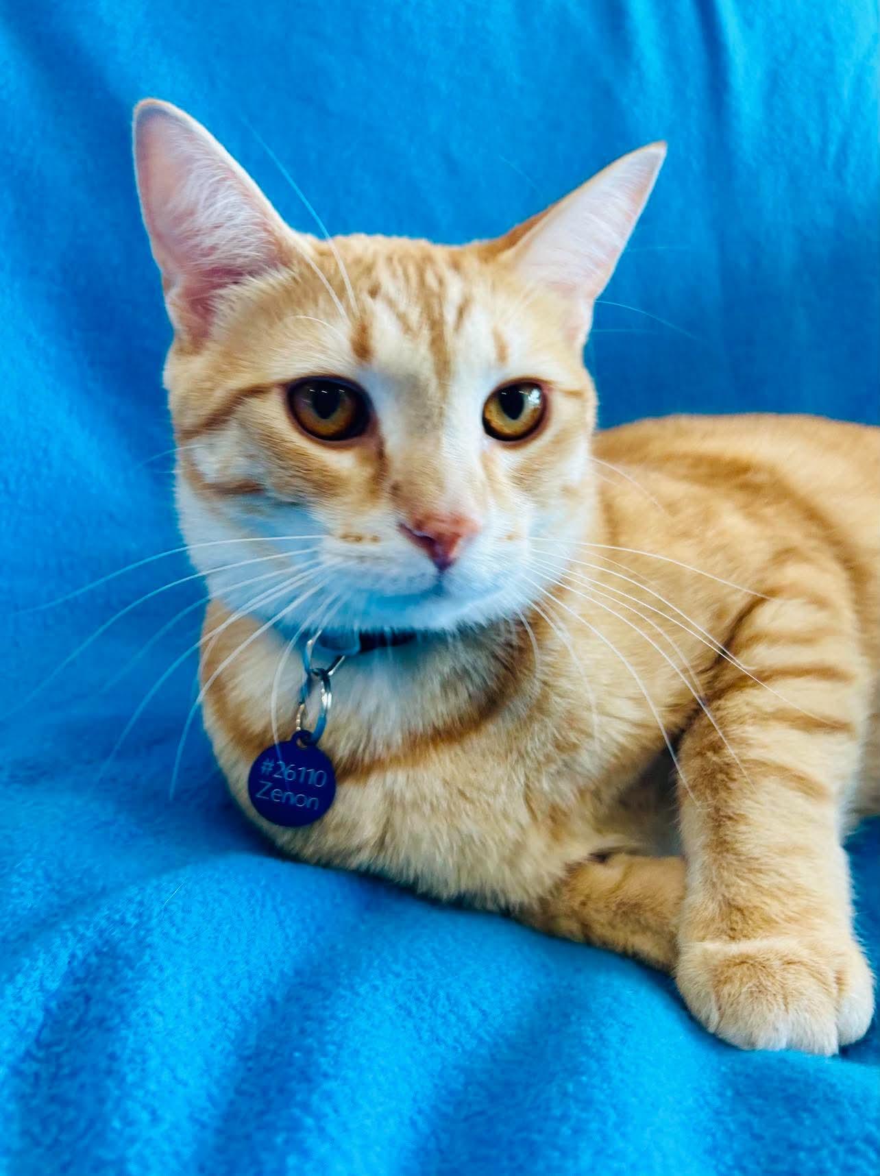Zenon, adopted, Kitten Male Domestic Short Hair.
