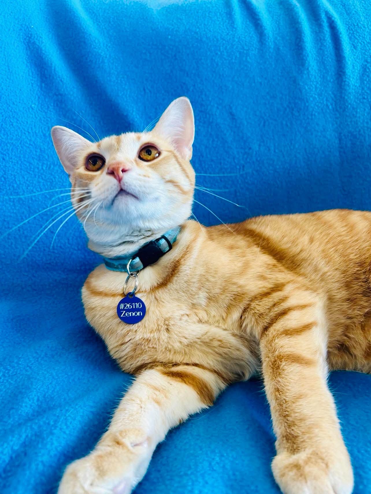 Zenon, an adopted Domestic Short Hair in Alexandria, MN image 3/3