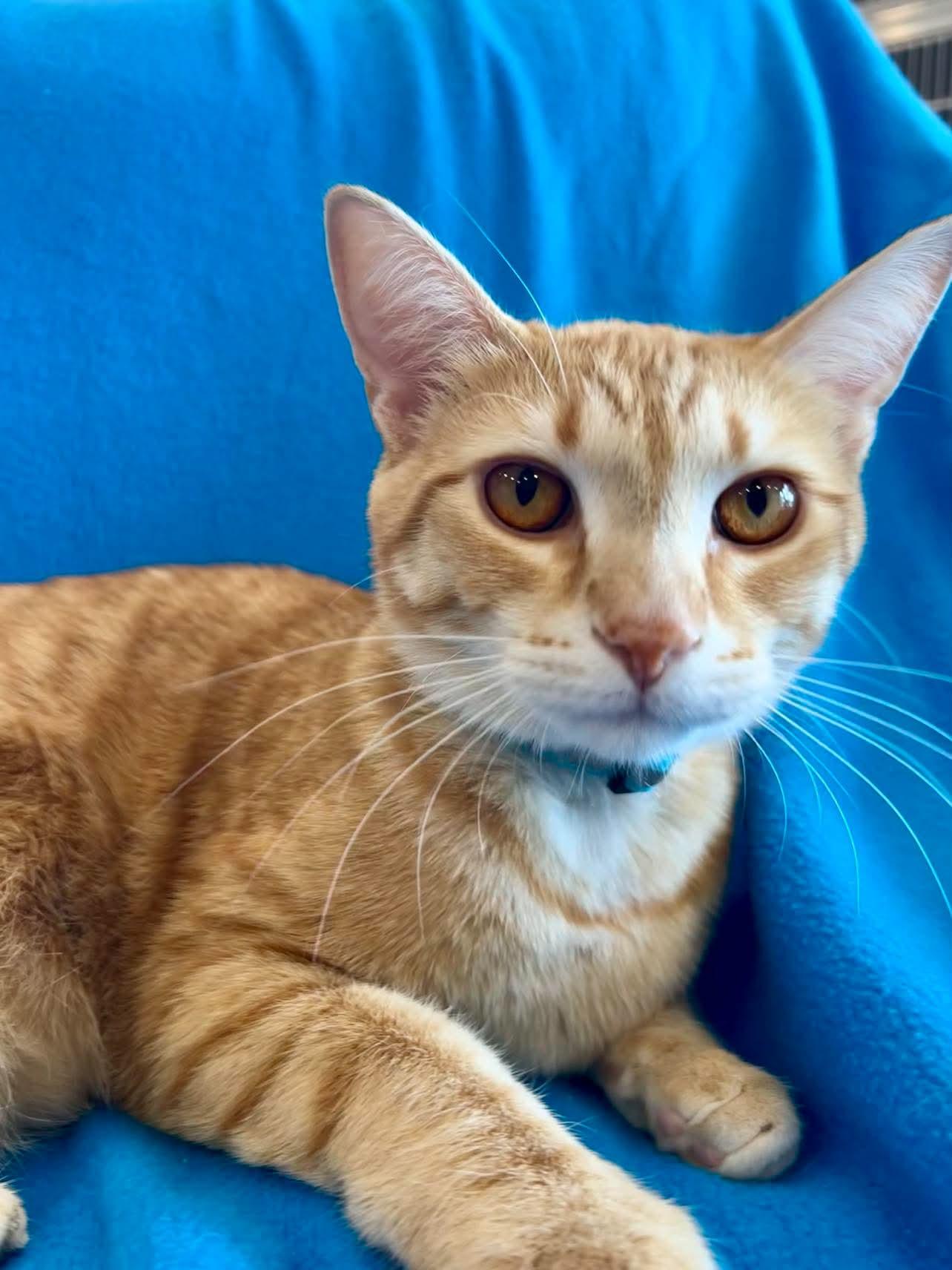 Zenon, an adopted Domestic Short Hair in Alexandria, MN image 2/3
