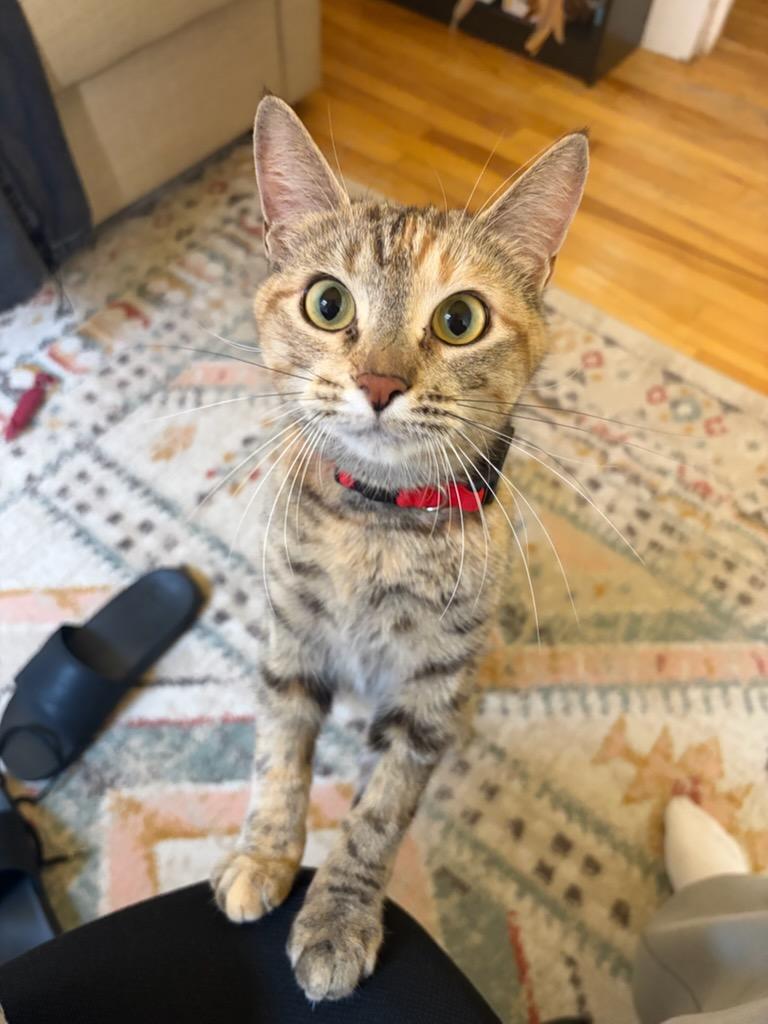 Cléa, Adopted, Adult Female Domestic Short Hair.