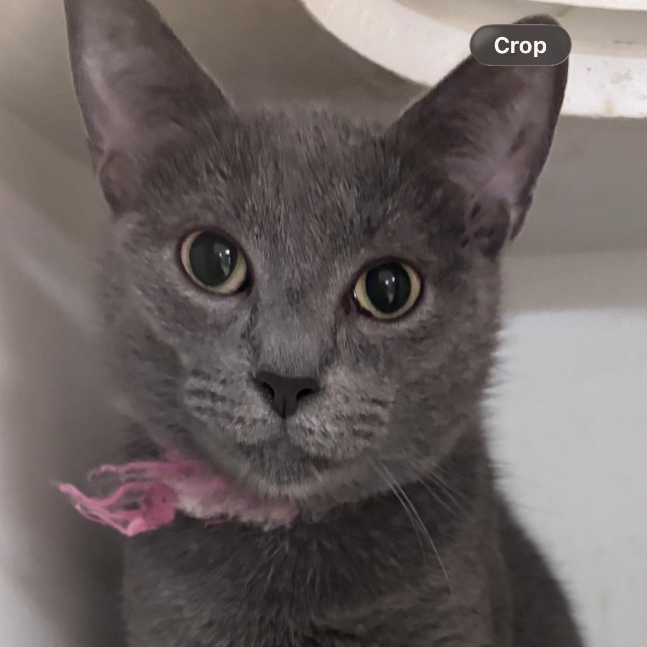 Enlarge Roxie, a Adoptable Domestic Short Hair in New Castle, IN image 1/1