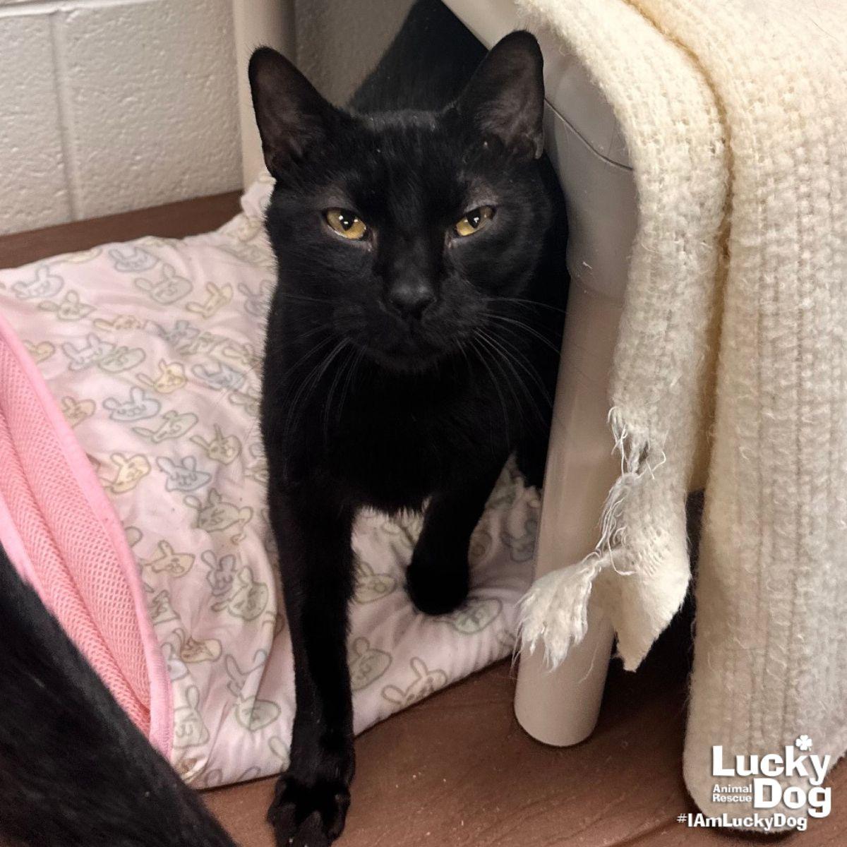 Enlarge ASAP Rocky, a Adopted Domestic Short Hair in Washington, DC image 1/3