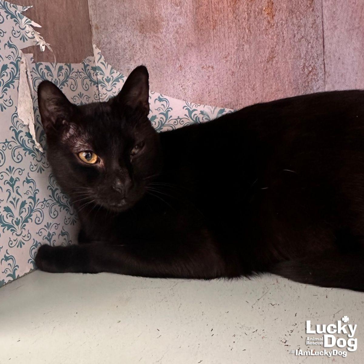 Enlarge ASAP Rocky, a Adopted Domestic Short Hair in Washington, DC image 2/3