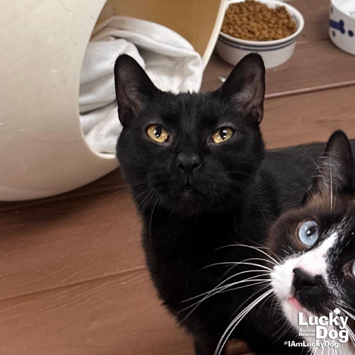 Enlarge ASAP Rocky, a Adopted Domestic Short Hair in Washington, DC image 3/3