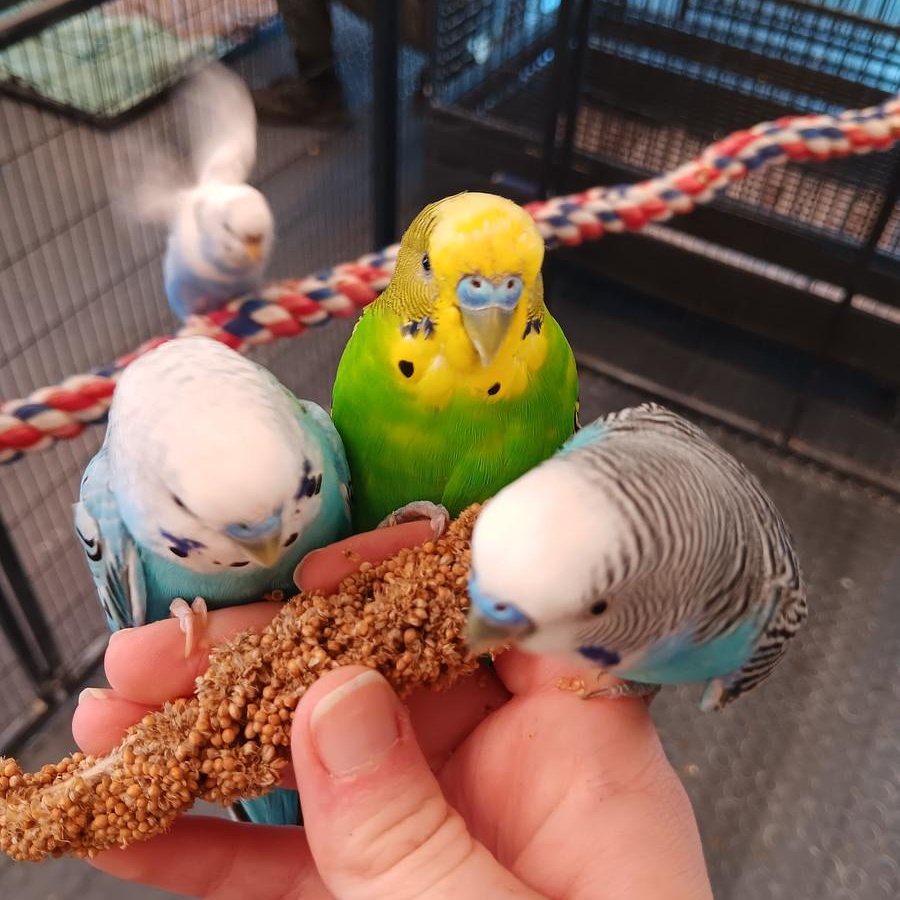 Enlarge Budgies, a Adoptable Budgie / Budgerigar in Cape Elizabeth, ME image 1/4
