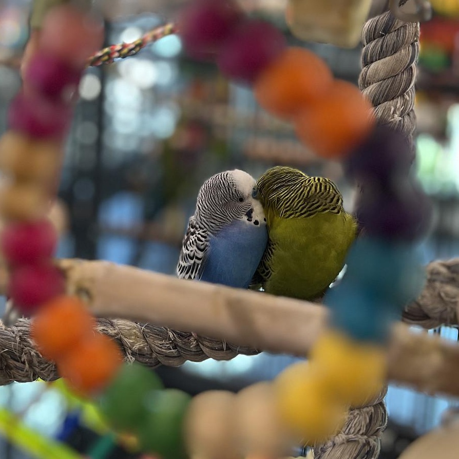 Budgies 2