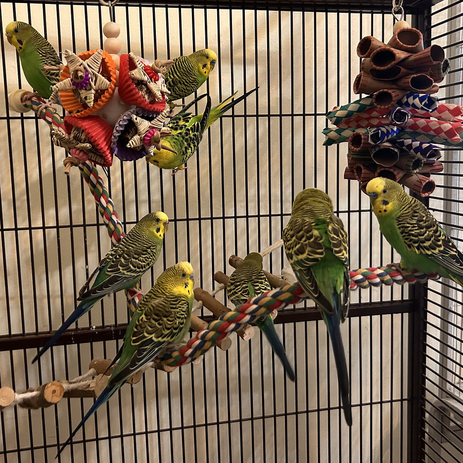 Budgies 3