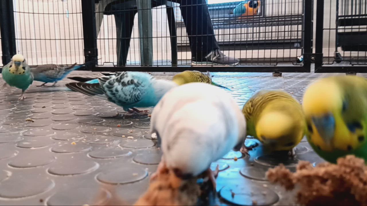 Enlarge Budgies, a Adoptable Budgie / Budgerigar in Cape Elizabeth, ME video 2/4