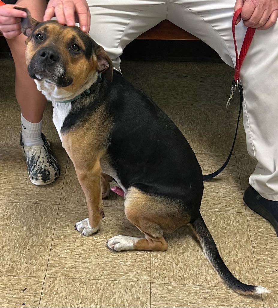 Enlarge Chuck, a Adoptable mixed breed in Nacogdoches, TX image 1/1