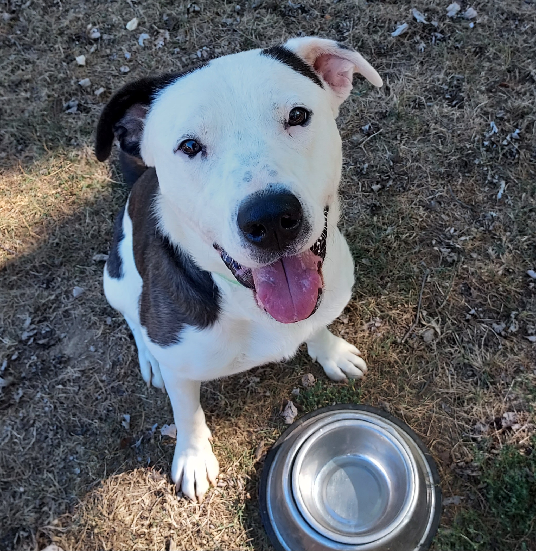 Nala, Adoptable, Adult Female Pit Bull Terrier & Great Dane.