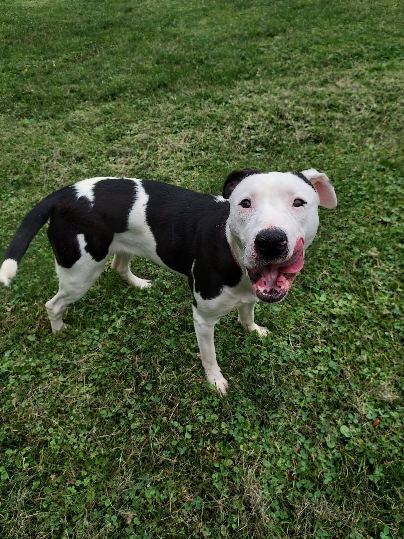 Nala, a Adoptable mixed breed in Ashland, OH image 2/3