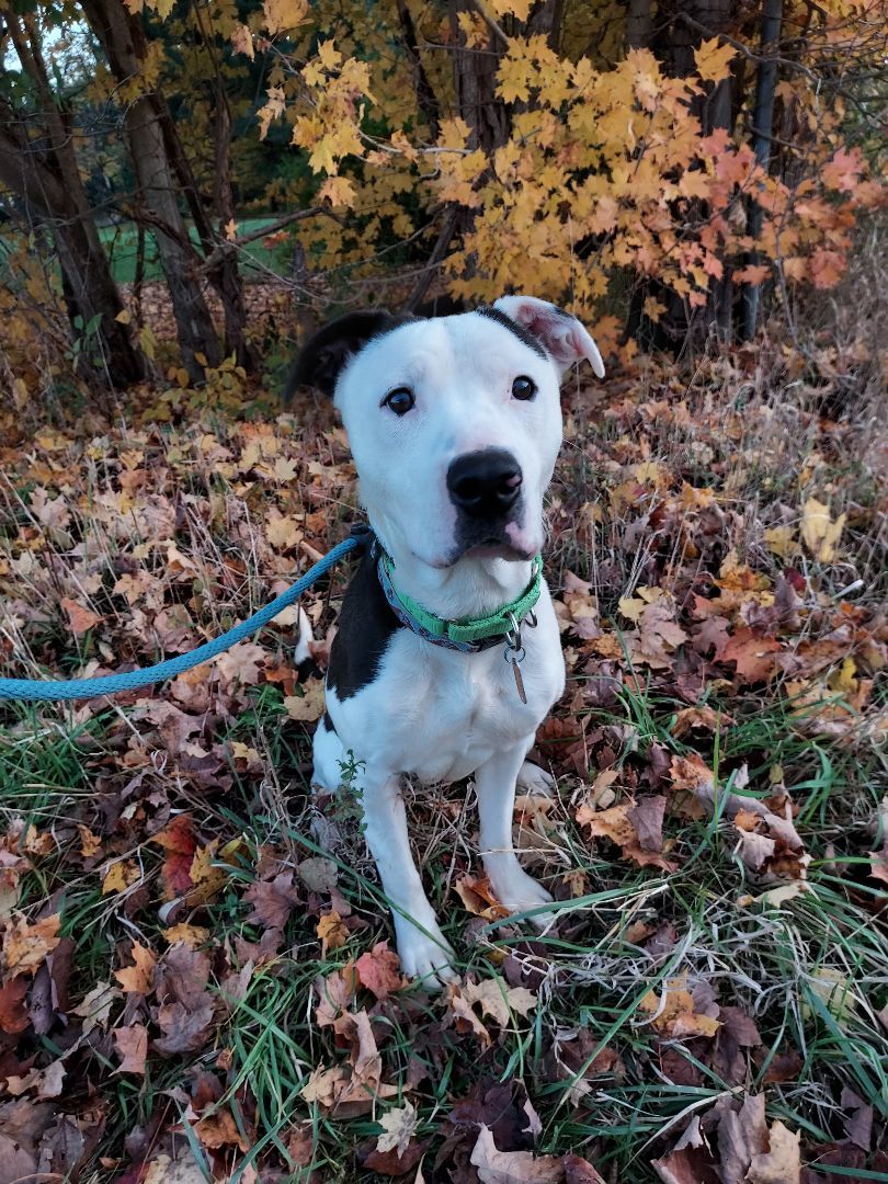 Nala, a Adoptable mixed breed in Ashland, OH image 3/3