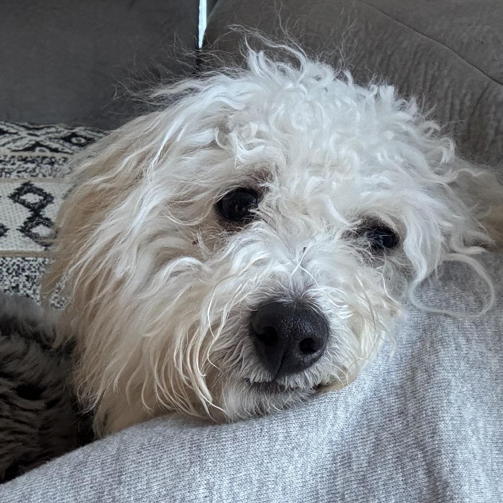 93 (2026) Lucas, Adoptable, Young Male Poodle.