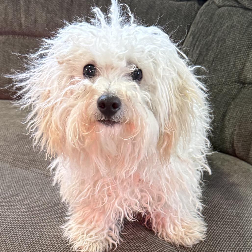 93 (2026) Lucas, Adoptable, Young Male Poodle.