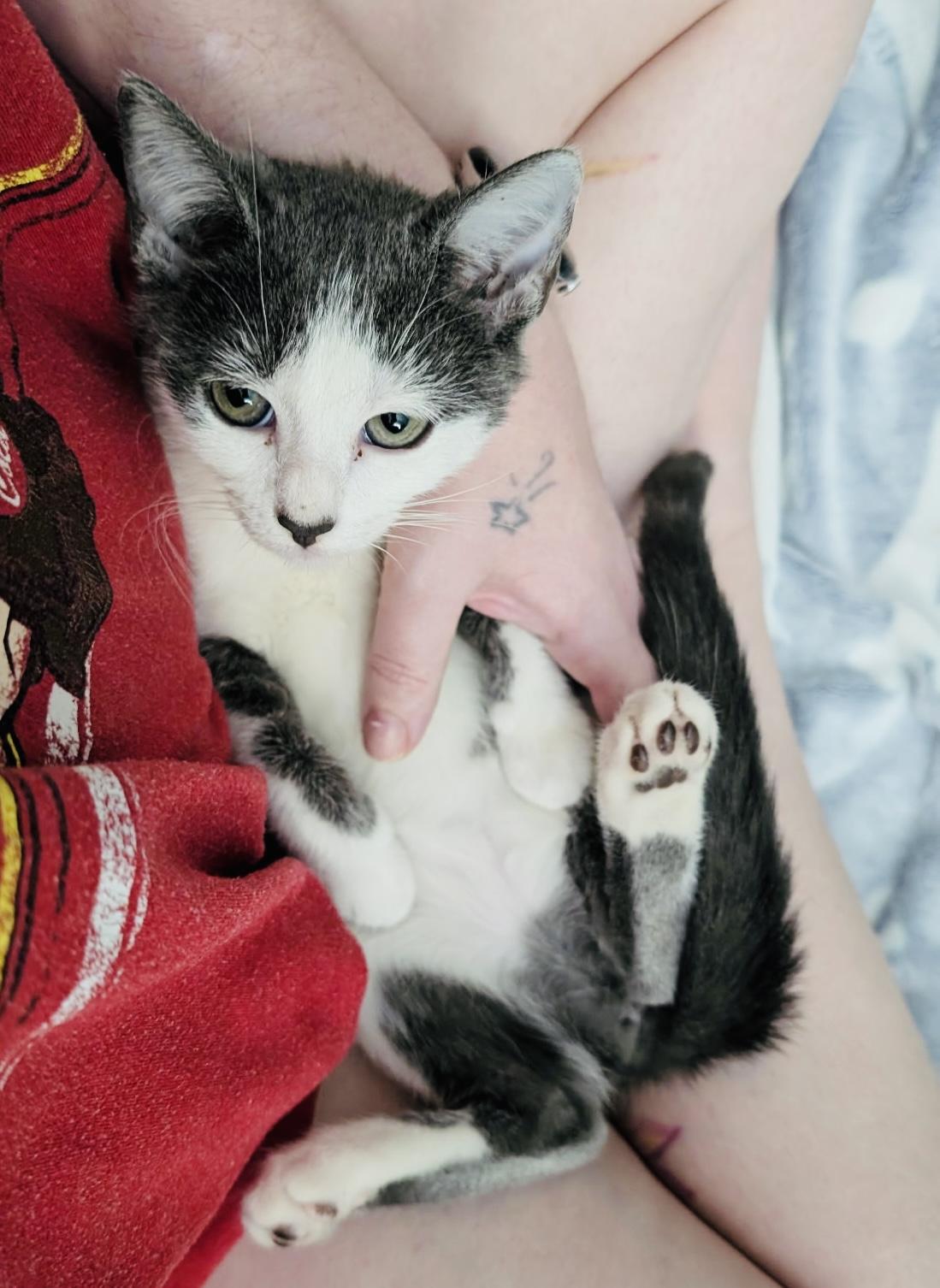 Sweet Pea, adopted, Kitten Female Domestic Short Hair.