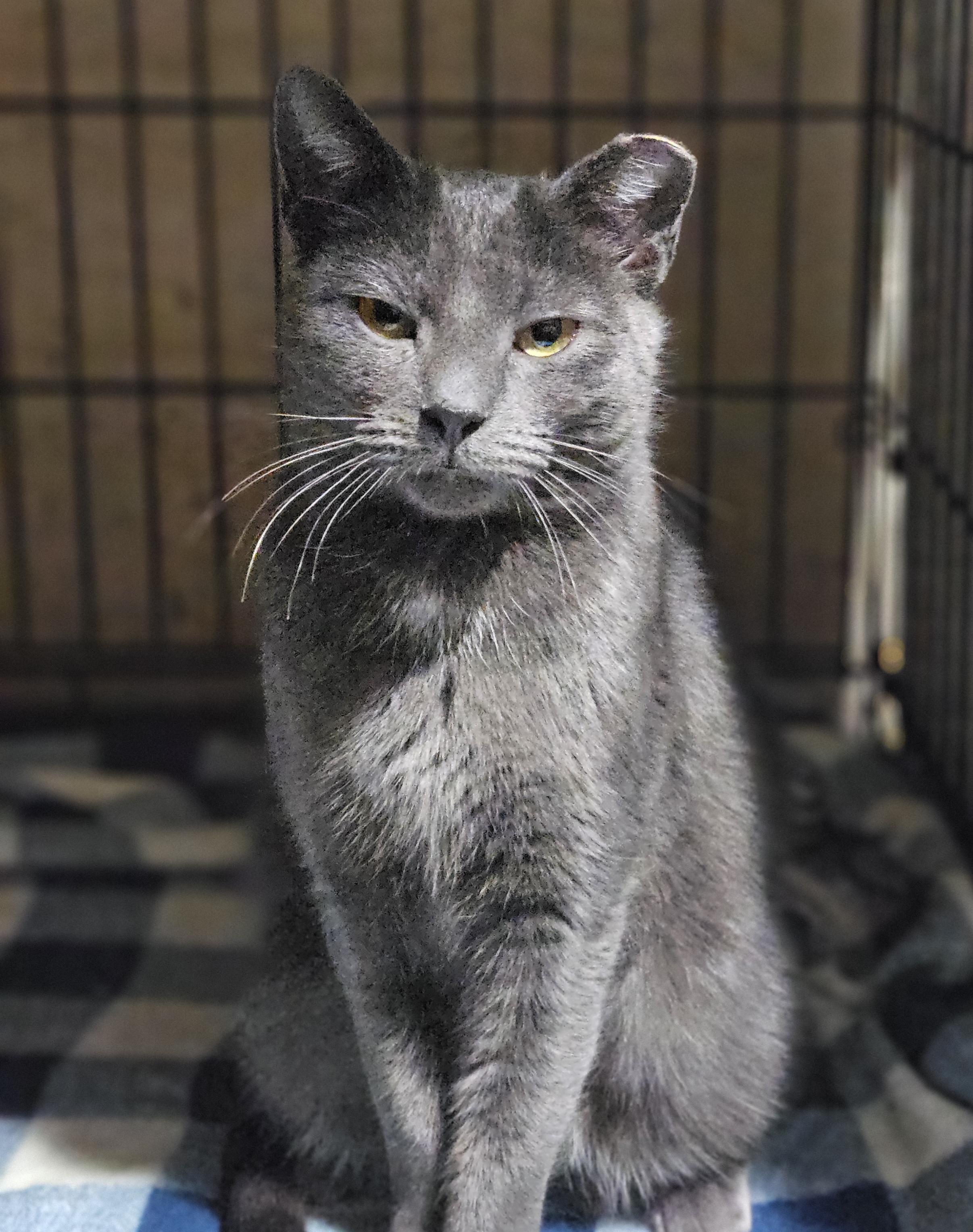 Valentina, ADOPTABLE, Adult Female Domestic Short Hair.