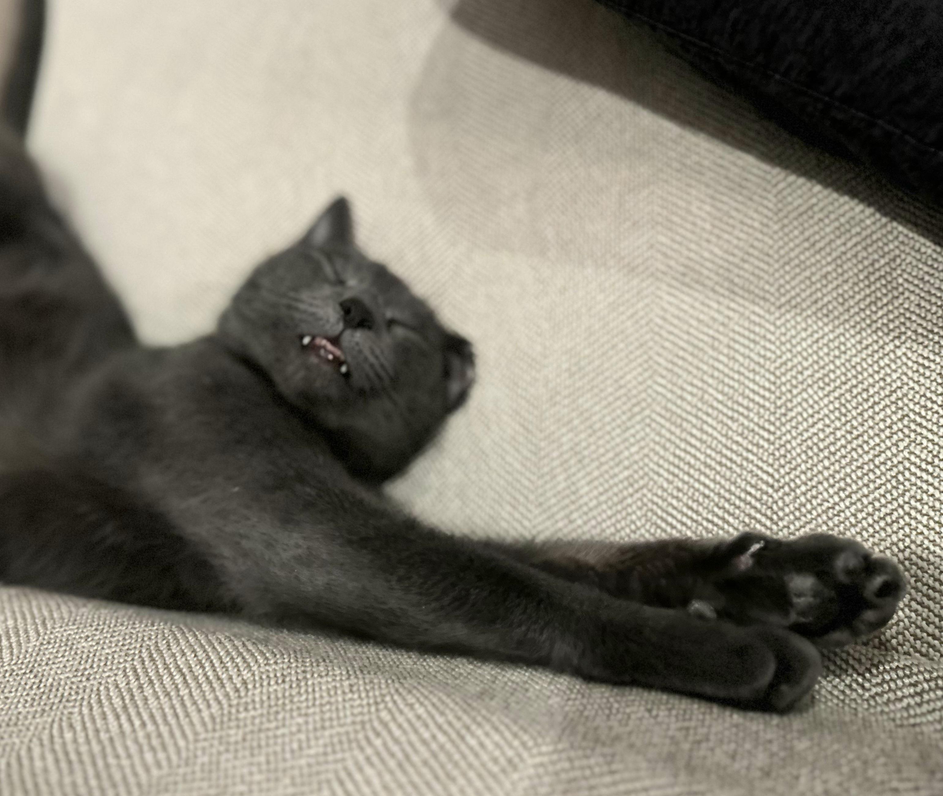 Enlarge Valentina, an adopted Domestic Short Hair in Ridgewood, NY image 1/6