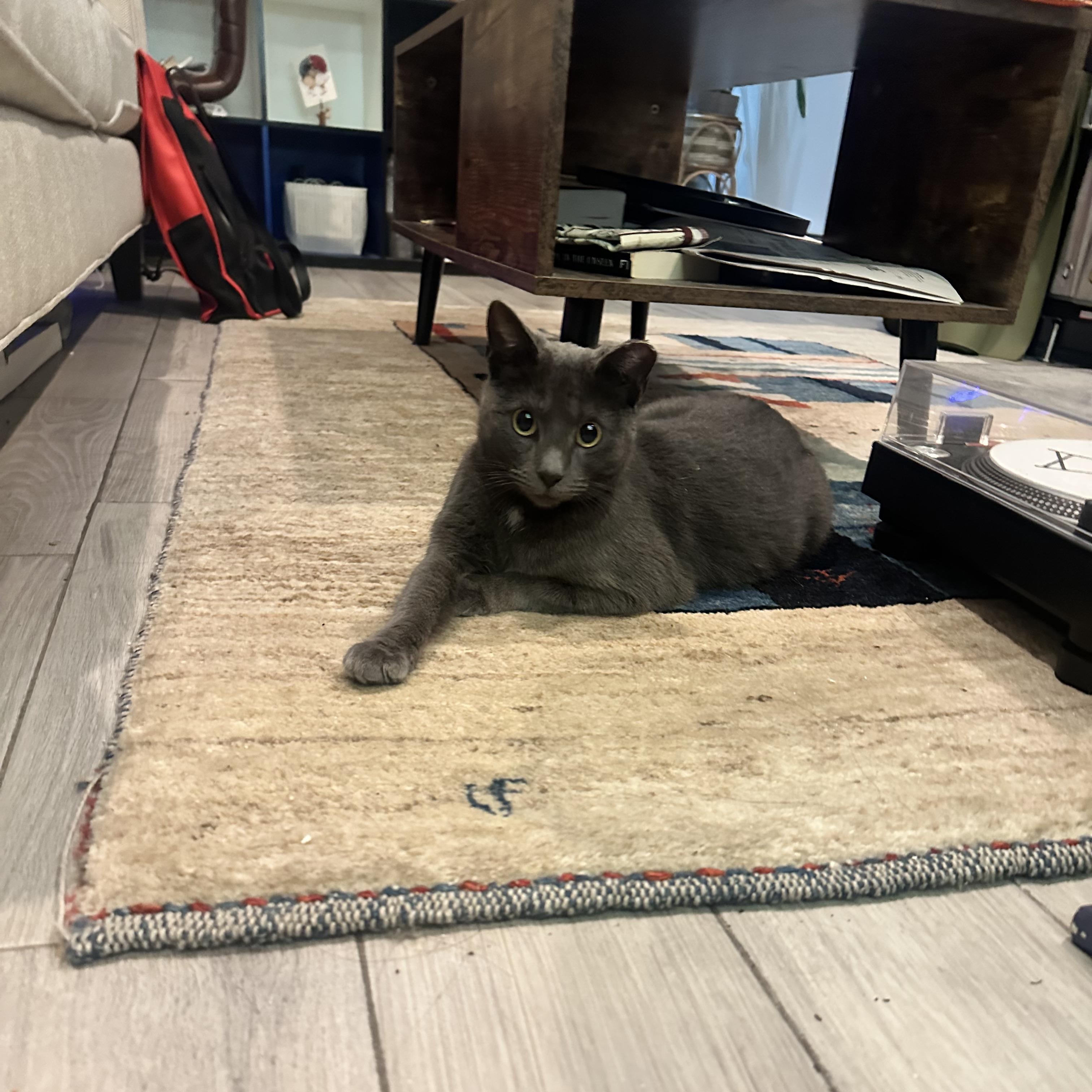 Enlarge Valentina, an adopted Domestic Short Hair in Ridgewood, NY image 5/6