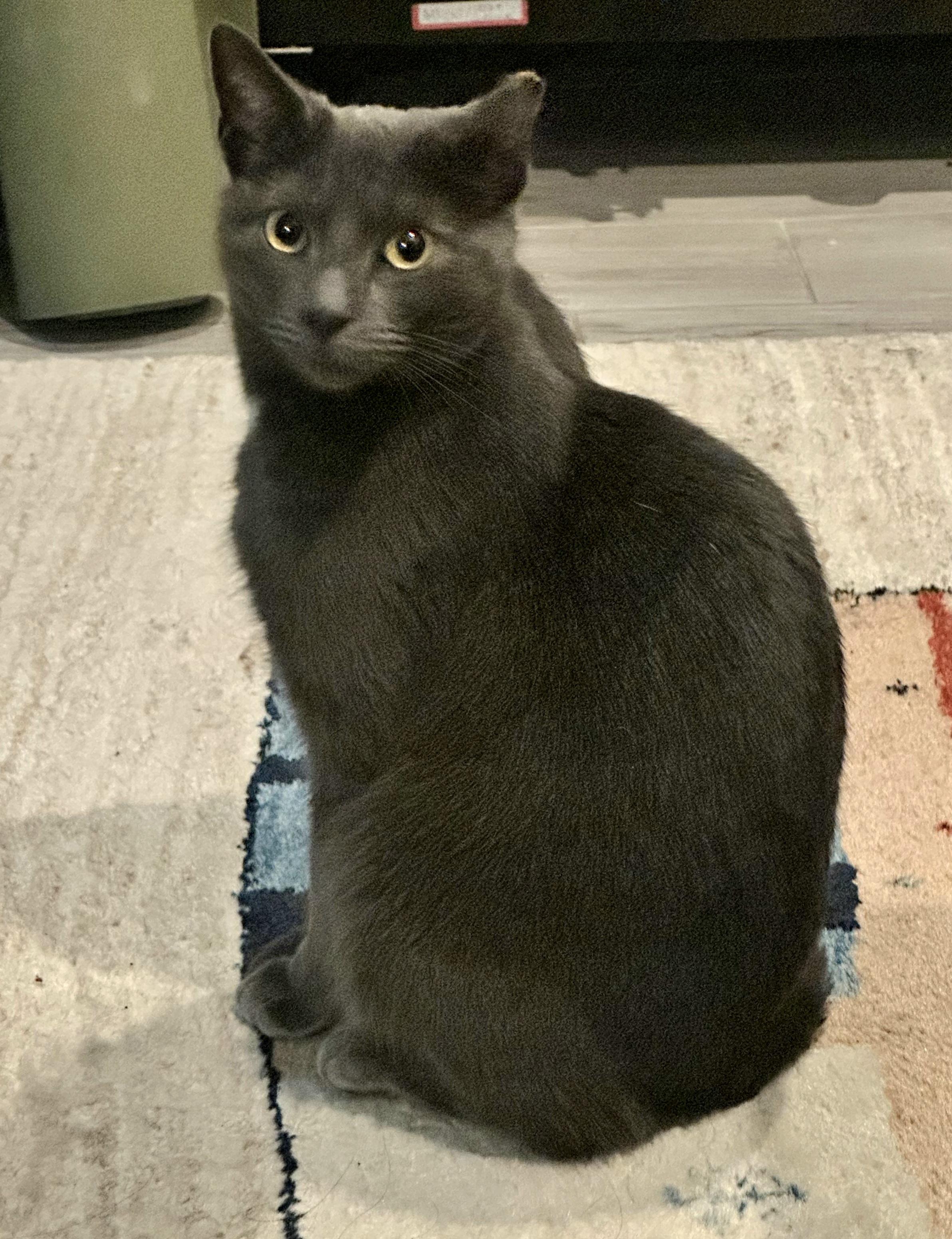 Enlarge Valentina, an adopted Domestic Short Hair in Ridgewood, NY image 2/6