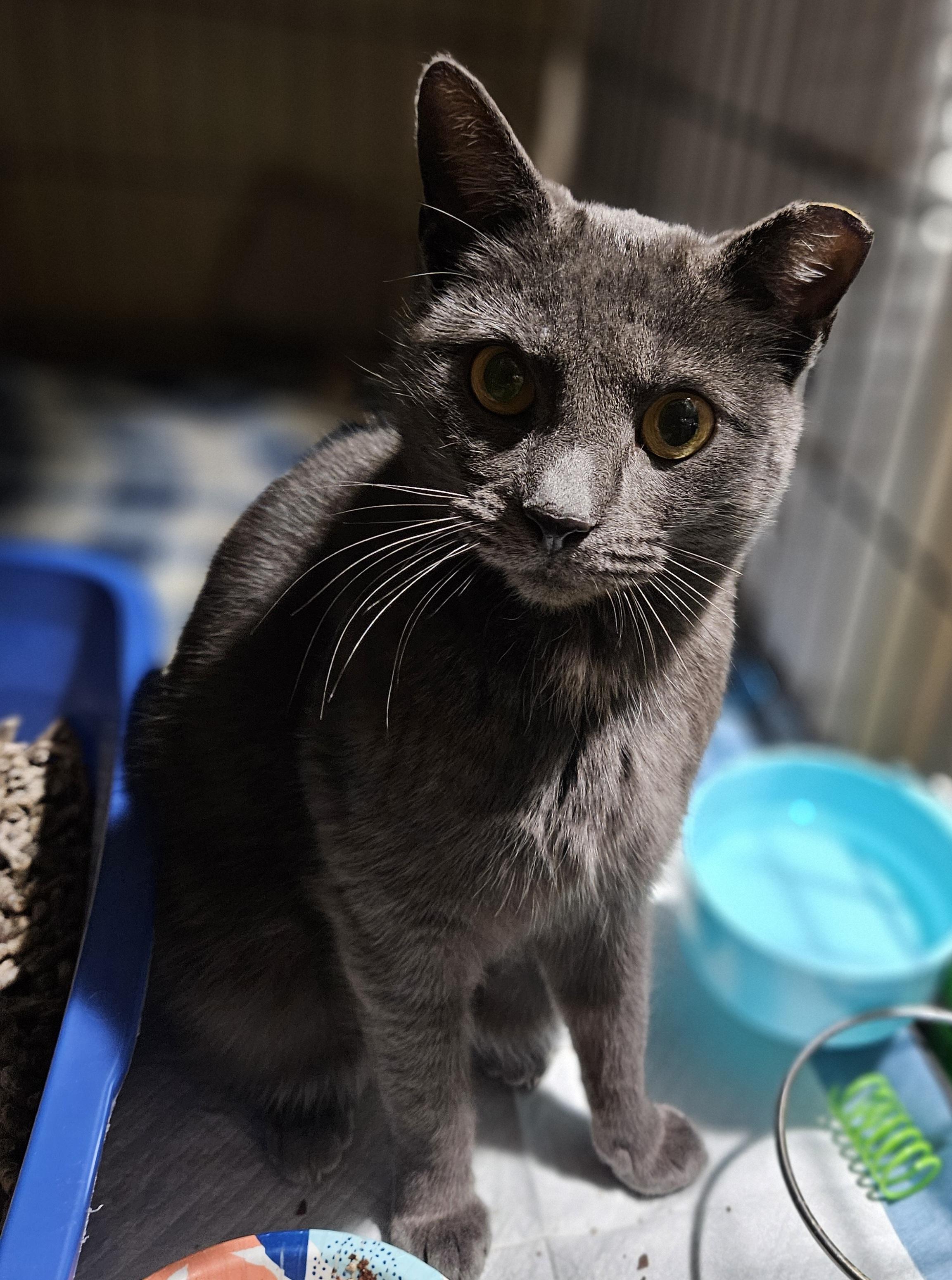 Enlarge Valentina, an adopted Domestic Short Hair in Ridgewood, NY image 6/6